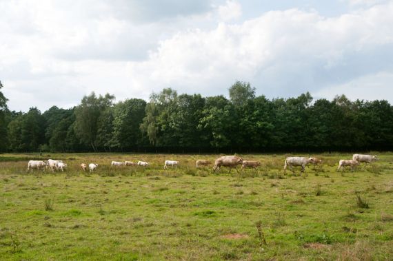 Een zoogkudde op Baasdam - Foto: Shera van den Wittenboer